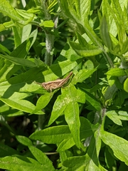 Chorthippus maritimus maritimus