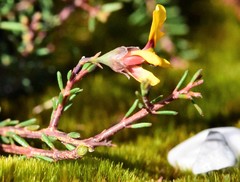 Dillwynia ramosissima