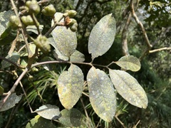 Zanthoxylum melanostictum