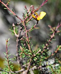 Dillwynia ramosissima