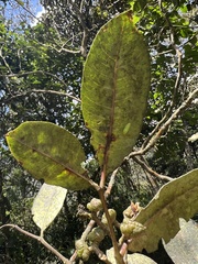 Zanthoxylum melanostictum