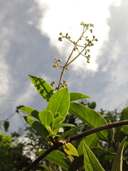 Valeriana clematitis