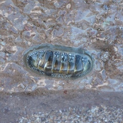Chiton albolineatus