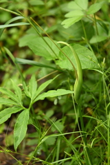 Pinellia pedatisecta