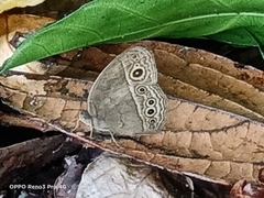 Mycalesis perseoides