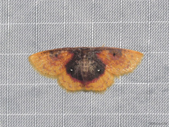 Chrysocraspeda dysmothauma