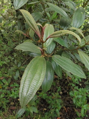 Miconia cataractae