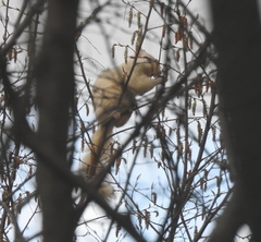 Sciurus carolinensis