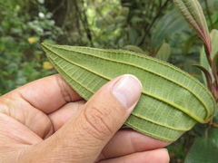 Miconia cataractae