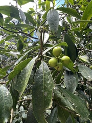Daphnopsis caracasana