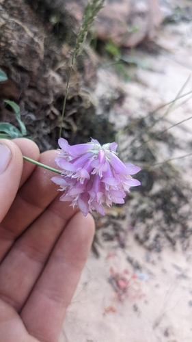 Image of Trifolium kingii by (c) Darrin Gobble, some rights reserved (CC BY)