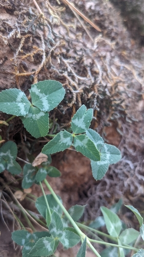 Image of Trifolium kingii by (c) Darrin Gobble, some rights reserved (CC BY)