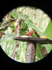 Pachyramphus cinnamomeus