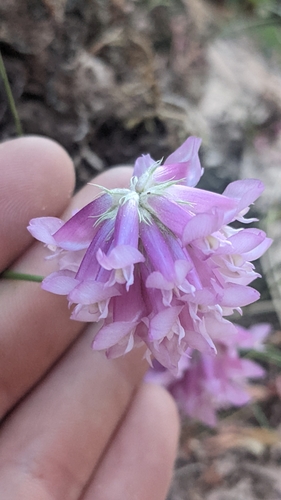 Image of Trifolium kingii by (c) Darrin Gobble, some rights reserved (CC BY)