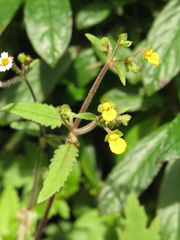 Calceolaria mexicana