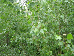 Populus tremula