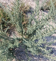 Atriplex matamorensis