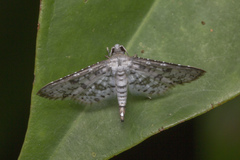 Epaena