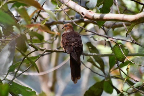 Macropygia ruficeps