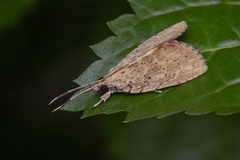 Plectothripa excisa