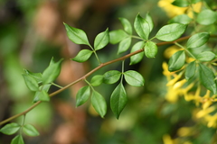 Chrysojasminum floridum