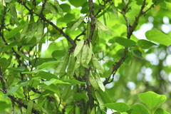 Cercis chinensis