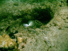 Epinephelus striatus