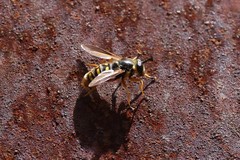 Somula mississippiensis