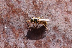 Somula mississippiensis