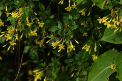 Chrysojasminum floridum