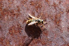 Somula mississippiensis