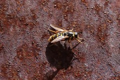 Somula mississippiensis