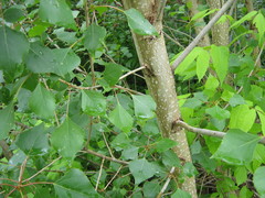 Populus tremula