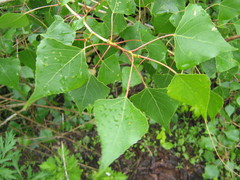 Populus tremula