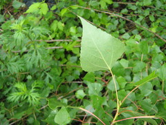 Populus tremula
