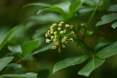 Eleutherococcus nodiflorus