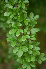 Eleutherococcus nodiflorus