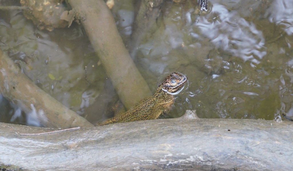 April Lizard Philippine Sailfin Lizard in April 2022 by Joselito Balbosa Chavez, Jr ...