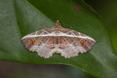 Eugnathia diagonalis