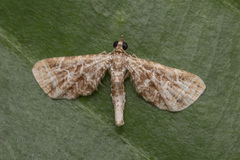 Carbia