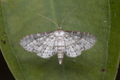 Epaena