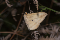 Hulodes donata