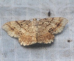 Calletaera subexpressa