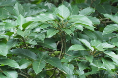 Ficus variegata garciae