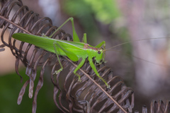 Hexacentrus unicolor