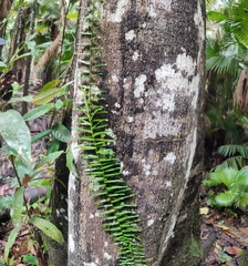 Pothos cylindricus
