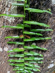 Pothos cylindricus