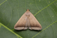 Simplicia schaldusalis