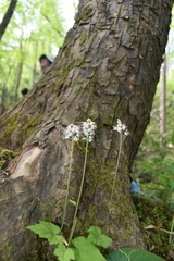 Tiarella austrina
