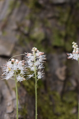 Tiarella austrina